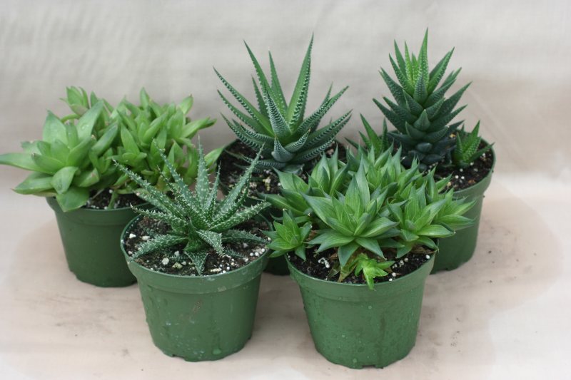 4" Haworthias